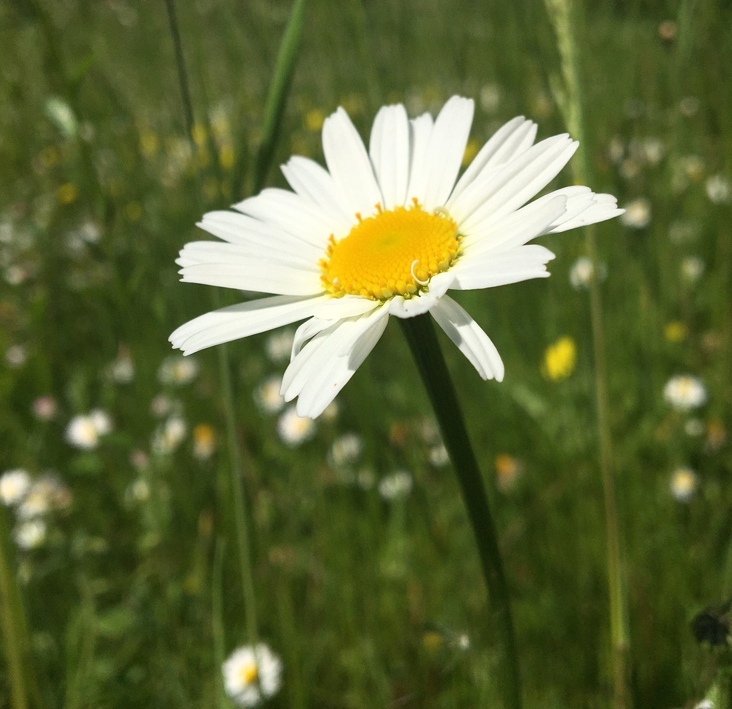 A summer flower in sunshine