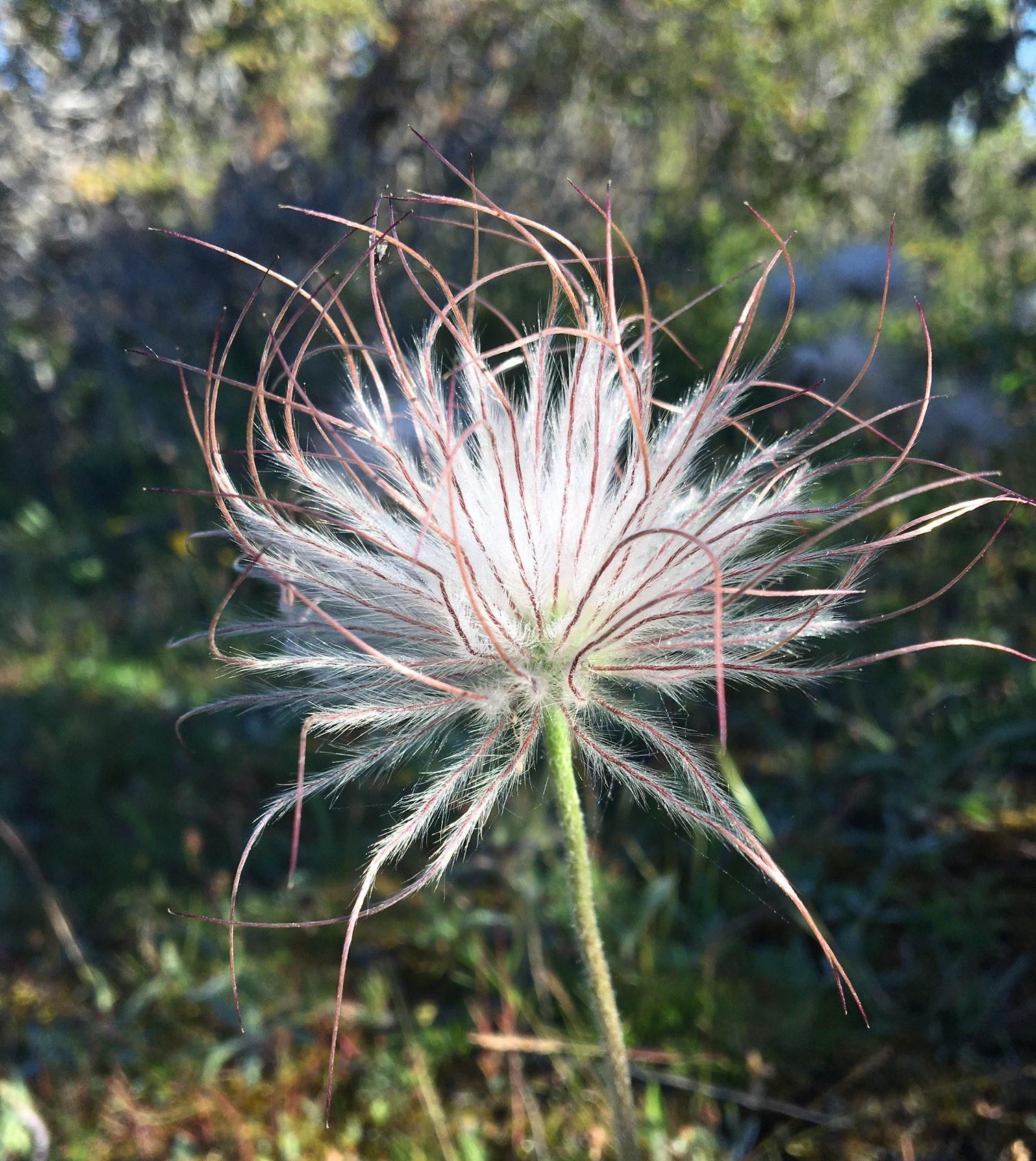 A flower in springtime