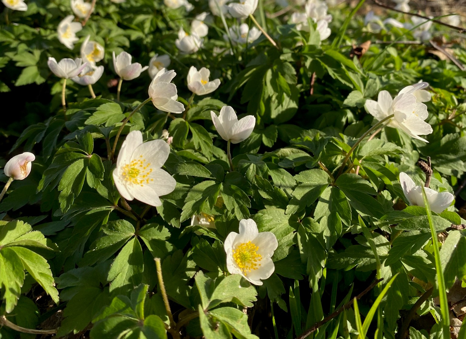 Anemones at Feddet