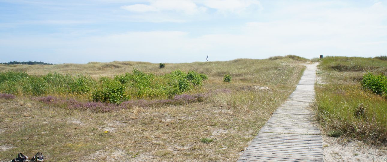 wooden boardwalks across meadow